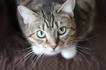 SOS Pets of Ouachita Buy a Brick Program