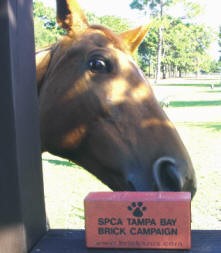 SPCA Tampa Bay SPCA TAMPA BAY'S BRICK CAMPAIGN