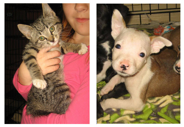 Tupelo Lee Humane Society