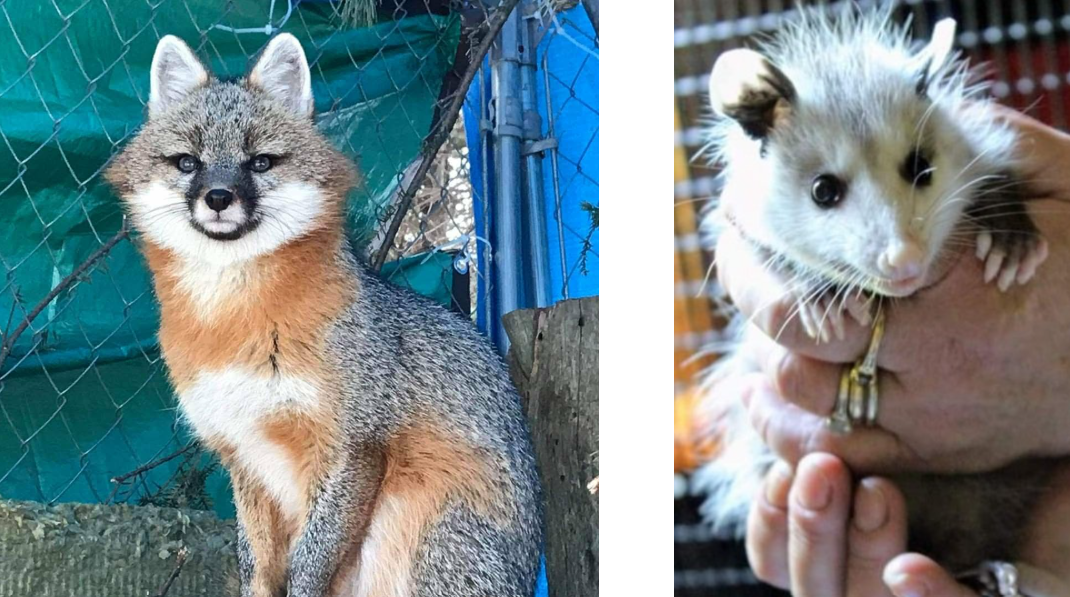 Warren Brook Wildlife Rehabilitation