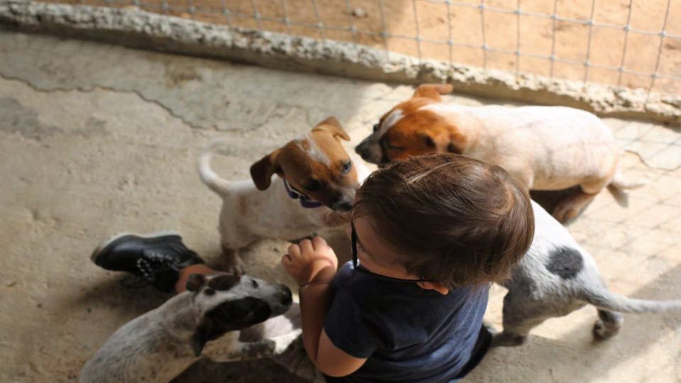 Yaqui Animal Rescue Brick Fundraiser