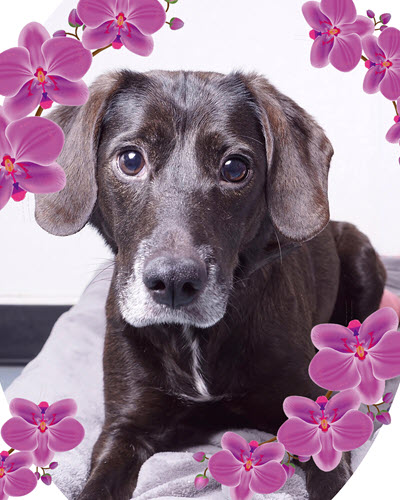 Save A Dog, Inc. Pathways For Paws Legacy Bricks