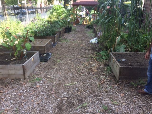 EWB USA Jackson Forest Community Garden