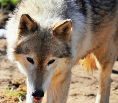 Full Moon Farm, Inc. Without wolves, there would be no dogs.