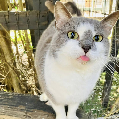 Hallie Hill Animal Sanctuary Path for Paws