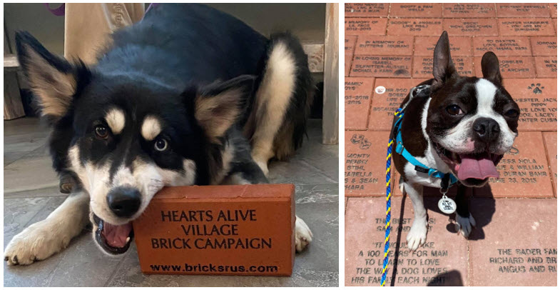 Hearts Alive Village Las Vegas Doggy Play Yard