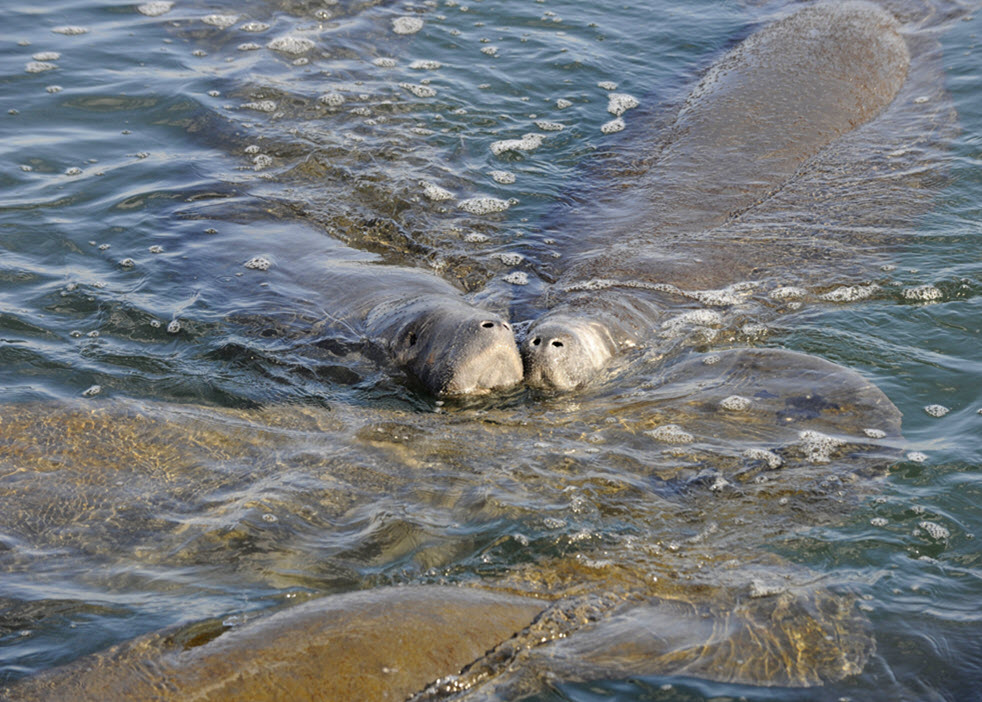 Friends of Manatee Lagoon