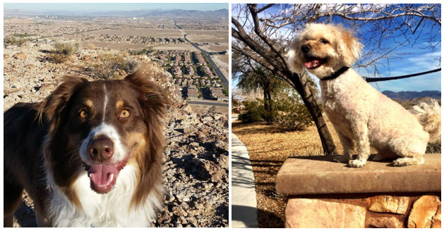 Mountain's Edge Master Association Mountain's Edge Dog Park