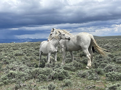 Sanctuary Horses