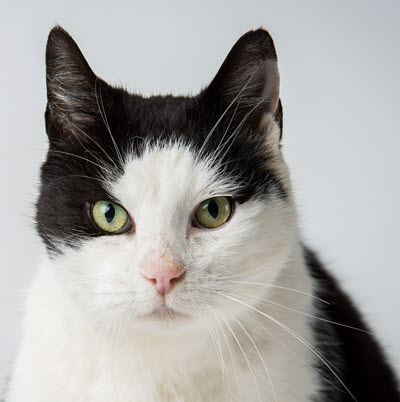 Second Chance Animal Center Join us as we Step into our New Future
