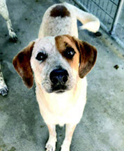 SOS Pets of Ouachita Buy a Brick Program