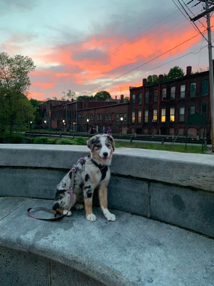 Stafford Bark Park Inc Brick Walkway